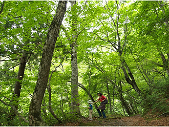 Hiking the Beech Forest